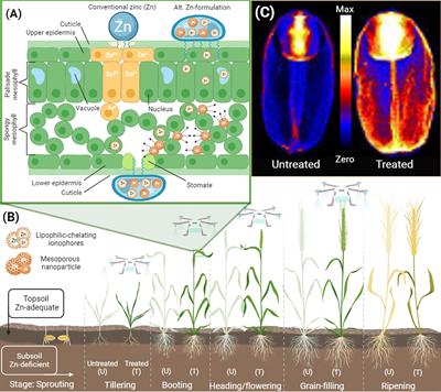 Formulation of zinc foliar sprays for wheat grain biofortification: a review of current applications and future perspectives